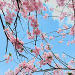 Fleur de cerisier - Sakura